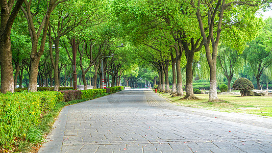 森林马路上海夏日林荫大道背景