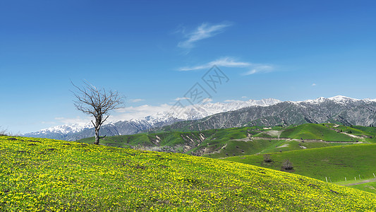 黄花沟大草原新疆伊犁大草原黄花背景