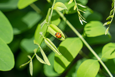 绿色生物素材自然界的昆虫背景