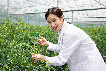 农业培育科学家给植物注射药剂图片