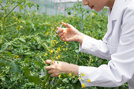 农业培育科学家给植物注射药剂图片
