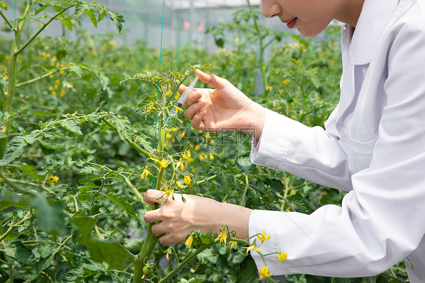 农业培育科学家给植物注射药剂图片