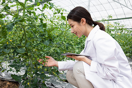 使用平板电脑做观察记录的农业科学家图片