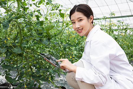 使用平板电脑做观察记录的农业科学家图片