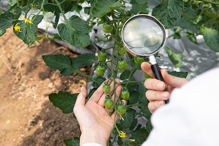 使用放大镜观察植物的农业科学家图片