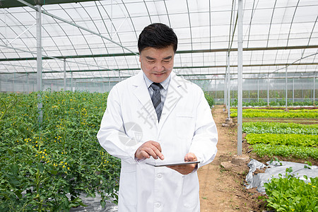 人参种植基地手持平板电脑的农业科学家背景