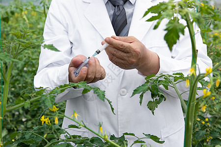 农业培育科学家给植物注射药剂图片