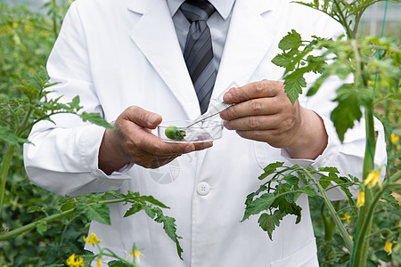 使用镊子观察植物的农业培育科学家图片