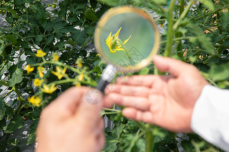 使用放大镜观察植物的农业科学家特写图片