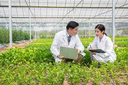 蔬菜大棚内科研探讨的农业培育科学家图片