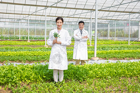 大棚内手捧植物幼苗的农业培育科学家图片