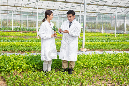 大棚内手捧植物幼苗的农业培育科学家背景图片