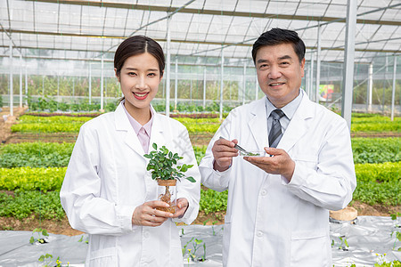 大棚内手捧植物幼苗的农业培育科学家背景图片