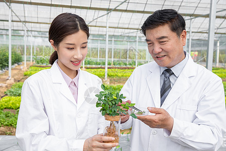 大棚内手捧植物幼苗的农业培育科学家背景图片