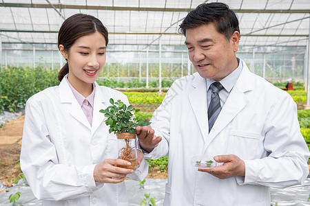 大棚内手捧植物幼苗的农业培育科学家图片