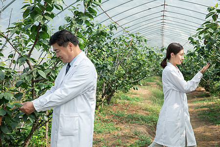 大棚内观察果树的农业培育科学家背景图片