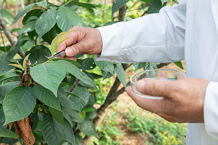 使用镊子观察植物的农业培育科学家图片