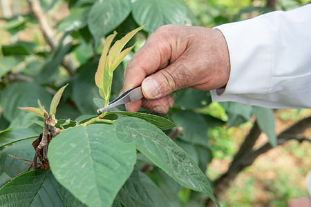 使用镊子观察植物的农业培育科学家图片