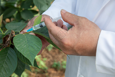 使用针管给果树注射的科研人员高清图片