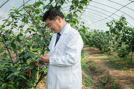 使用针管给果树注射的科研人员图片