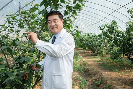 使用针管给果树注射的科研人员背景图片