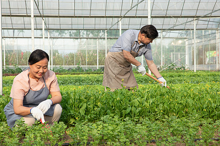 蔬菜大棚内农民夫妇种地背景