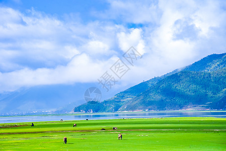 草原背景香格里拉纳帕海风景区背景