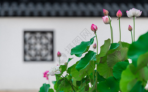 白色荷花莲蓬夏天的植物荷花荷叶背景