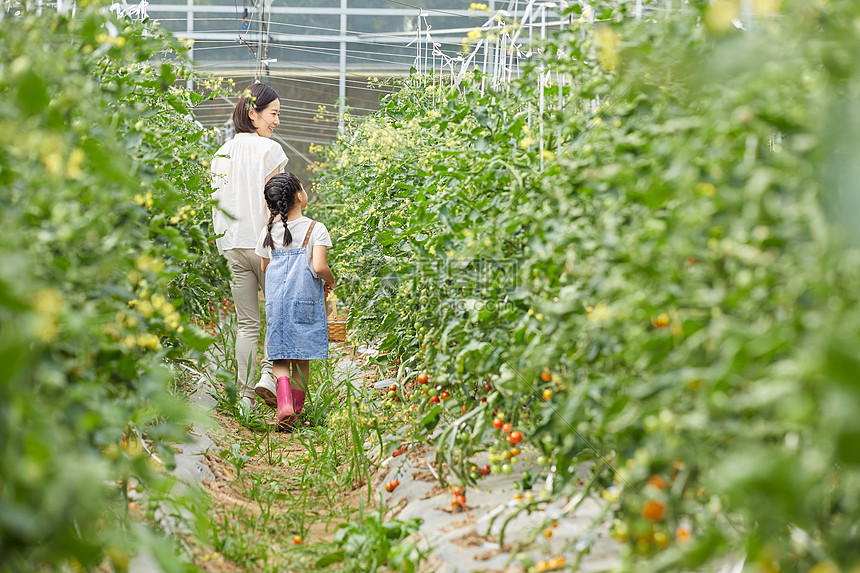 妈妈和小女孩菜园采摘蔬菜背影图片
