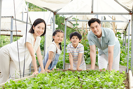 一家四口在菜园采摘蔬菜图片