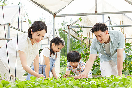 蔬菜农场一家四口在菜园采摘蔬菜背景