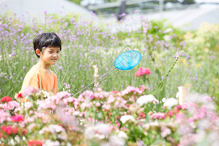 小男孩花园捕捉蝴蝶图片
