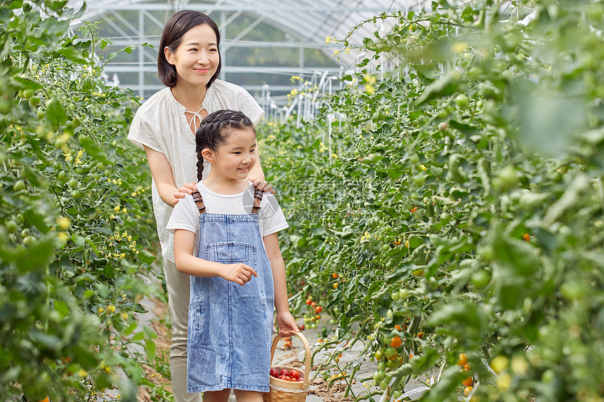 小女孩和妈妈菜园采摘蔬菜图片