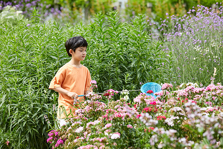 小男孩花园捕捉蝴蝶图片
