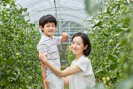 妈妈陪男孩采摘圣女果图片