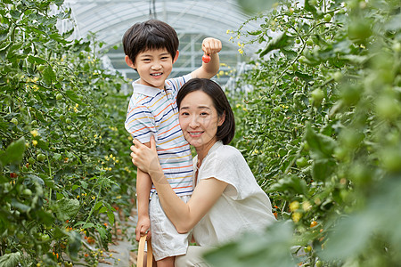 妈妈陪男孩采摘圣女果图片