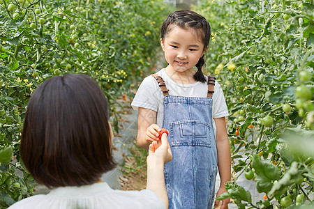 小女孩和妈妈菜园采摘圣女果图片