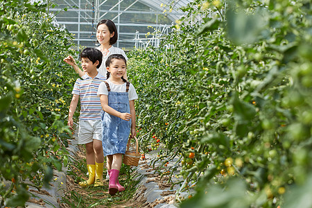 一家人菜园采摘蔬菜图片