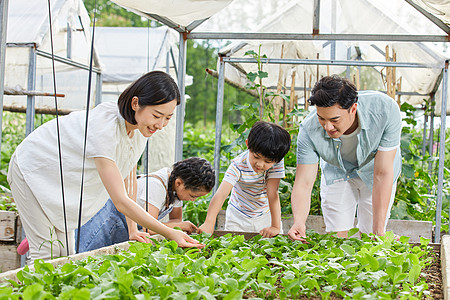 家庭农场一家四口在菜园采摘蔬菜背景