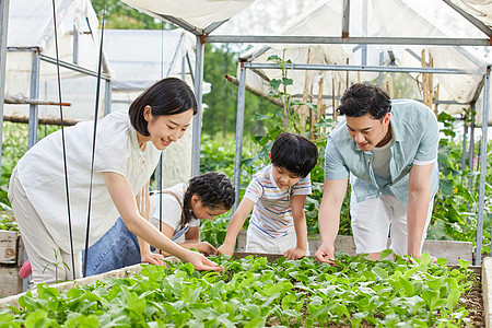 一家四口在菜园采摘蔬菜图片