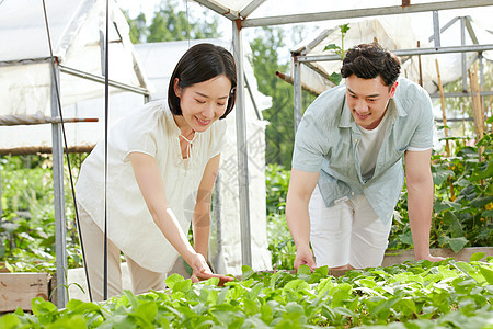 年轻夫妻在菜园采摘蔬菜图片