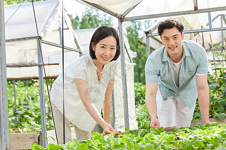 年轻夫妻在菜园采摘蔬菜图片