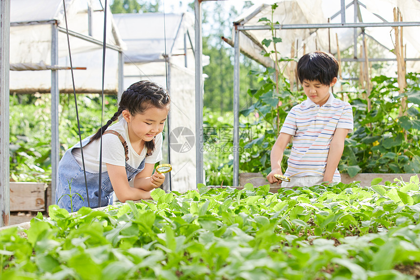 小男孩和小女孩用放大镜观察蔬菜图片