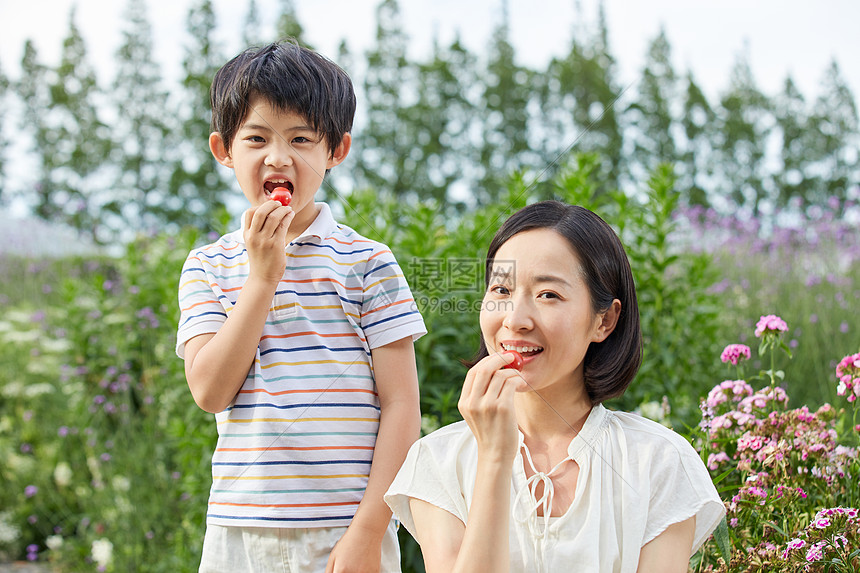 小孩男孩和妈妈试吃圣女果图片