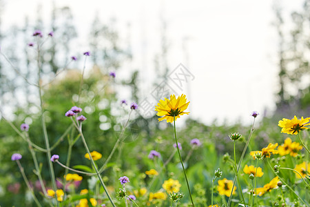 紫色野菊花夏天的小野花背景