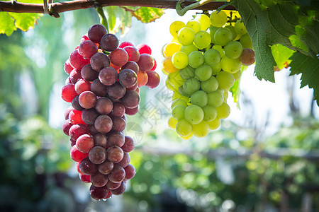 卸袋的葡萄现代农业葡萄树高清图片