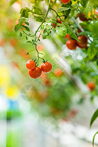 现代农业大棚西红柿图片