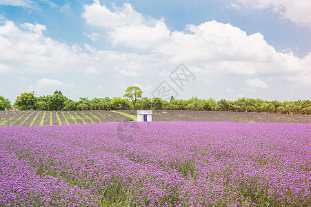 夏日紫色马鞭草花海图片