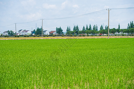 乡间水稻田图片