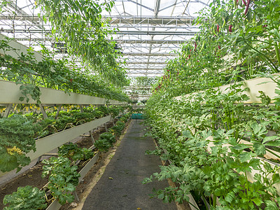 蔬菜大棚无土种植有机蔬菜芹菜背景